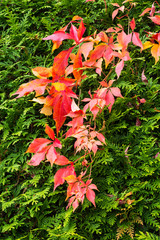 Herbstbl&auml;tter der Clematis in einer Lebensbaumhecke