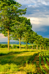 Obraz premium Rows of young green plants on a fertile field with dark soil in warm sunshine under dramatic sky