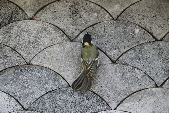 pairi daiza