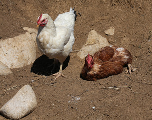 pair of chicken pockers in the henhouse