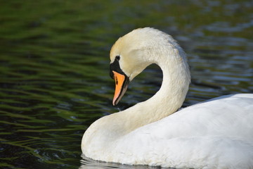 Obraz premium White swan bird swimming