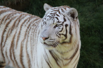 white tiger