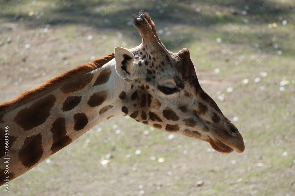 Poster giraffe