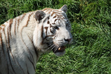 Plakat white tiger