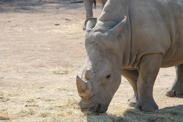 Naklejka premium rhinocero