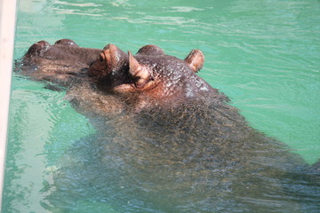 hippo