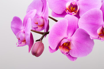 Fototapeta na wymiar Pink orchid isolated on the white background.