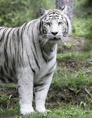 Fototapeta premium Tigre blanc