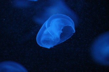 Naklejka na ściany i meble jellyfish