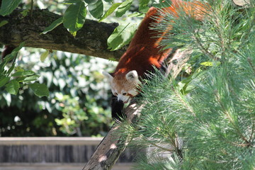 red panda