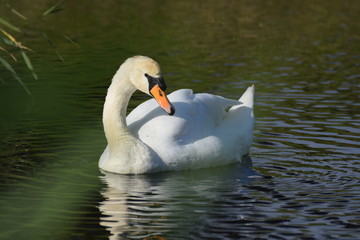 White swan bird swimming
