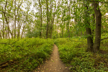 Obraz premium Trees in forest in sunset, natural wood and plants, path in the grass