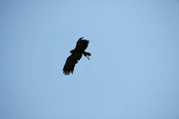 raptor