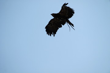 raptor
