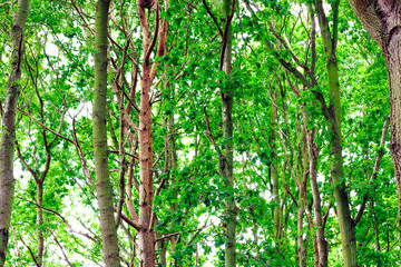 Minsmere woods in the English county of Suffolk, UK