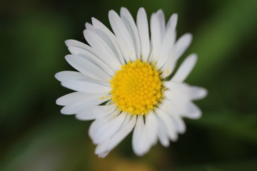 Fototapeta premium flower