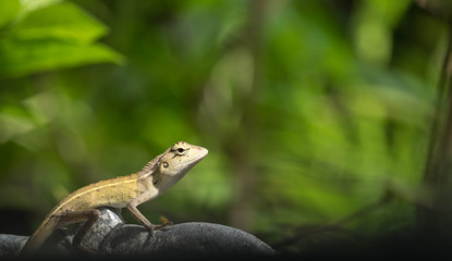 Green baby chameleon