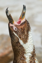 Obraz premium photo of a Humboldt penguin calling 