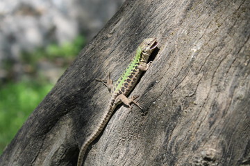 lizard