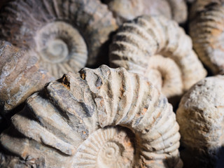 Detail of the fossil of an ammonite.