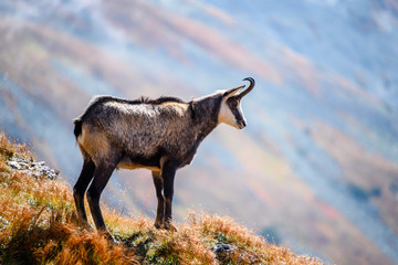 wild goats in the mountains