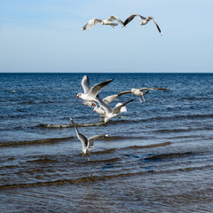 White seagulls flying over Baltic Sea in Latvia.