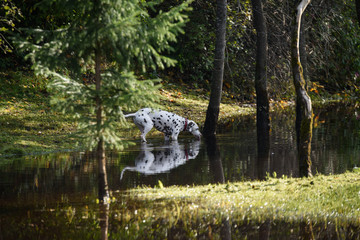 happy dalmatian dog is playing in the water