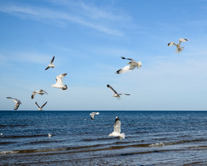 White seagulls flying over Baltic Sea in Latvia.