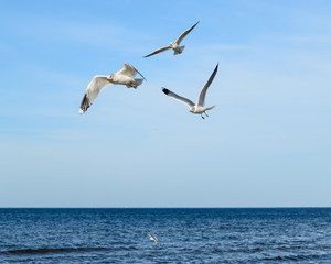 Fototapeta na wymiar White seagulls flying over Baltic Sea in Latvia.