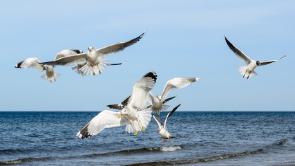 White seagulls flying over Baltic Sea in Latvia.