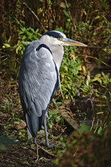 Grey heron on the lake shore