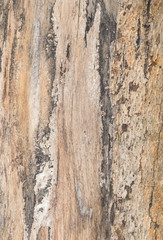 Tree bark texture