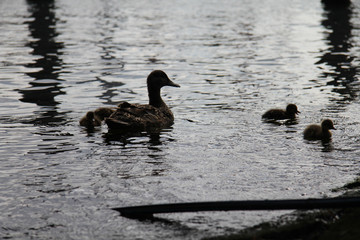 Enten