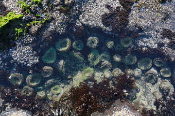 A tidal pool filled with sea anemones and mussels on the West Coast Oregon USA