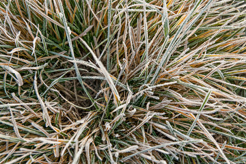 Hoarfrost on green grass