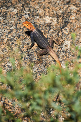 Male agama on a rock