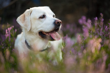 Labrador retriever dog in autumn heather flowers