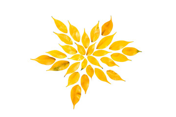 Naklejka na ściany i meble A pattern of yellow leaves isolated on white background