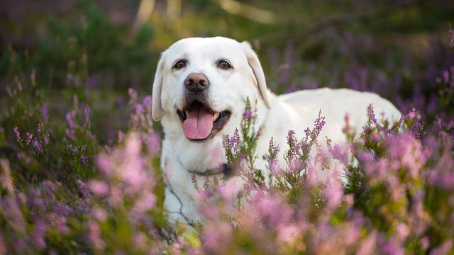 Labrador retriever dog in autumn heather flowers © fotorince