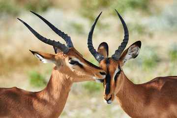 Two black faced impala