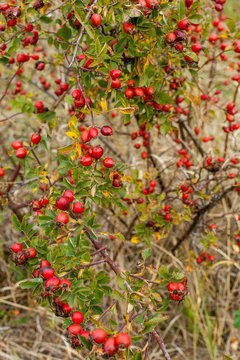 The berries of wild dogrose on a cloudy autumn day