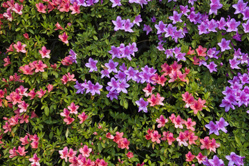 Lombardy, Lake Como,Tremezzo; Villa Carlotta,built end of 17th century, botanical gardens and museum.