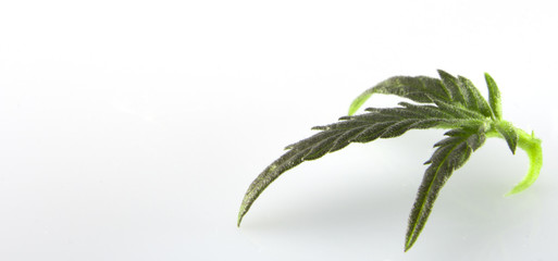 Cannabis leaf, marijuana isolated over white