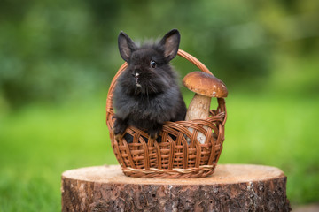 Little rabbit sitting in the basket with a mushroom