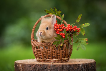 Little rabbit sitting in the basket with a rowan