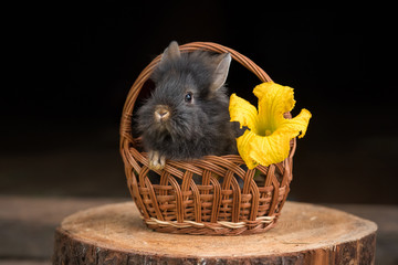 Little rabbit sitting in the basket 