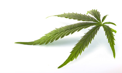 Cannabis leaf, marijuana isolated over white