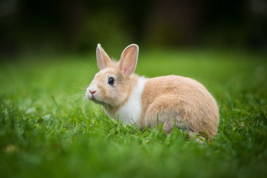 Little rabbit sitting on the lawn