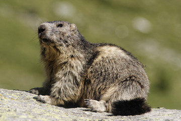 Naklejka na ściany i meble marmotte