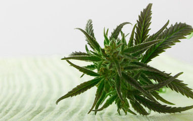 cannabis leaves on old wooden background
